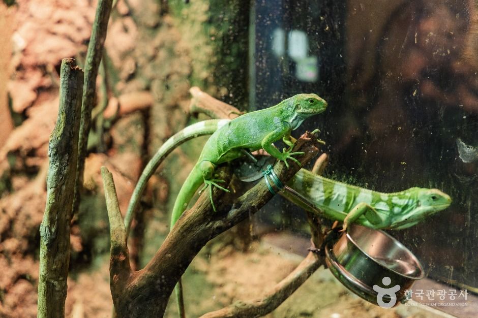 아라마루 아쿠아리움 이미지 8