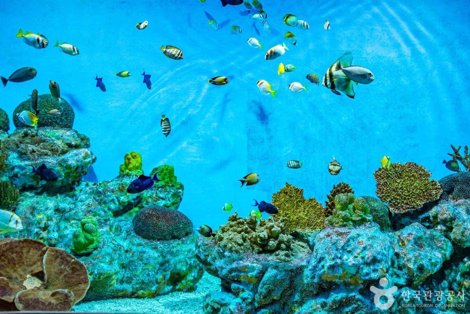 울진아쿠아리움 이미지 5