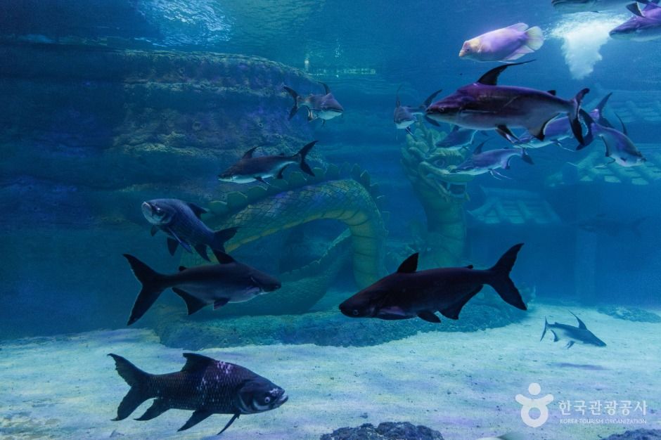 아라마루 아쿠아리움 이미지 3