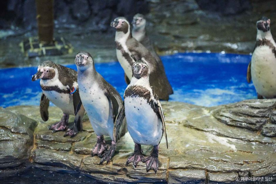 아쿠아플라넷 일산 이미지 4