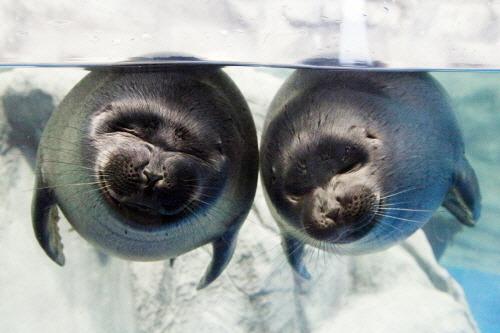 아쿠아플라넷 여수 이미지 5