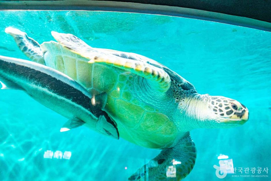 울진아쿠아리움 이미지 6
