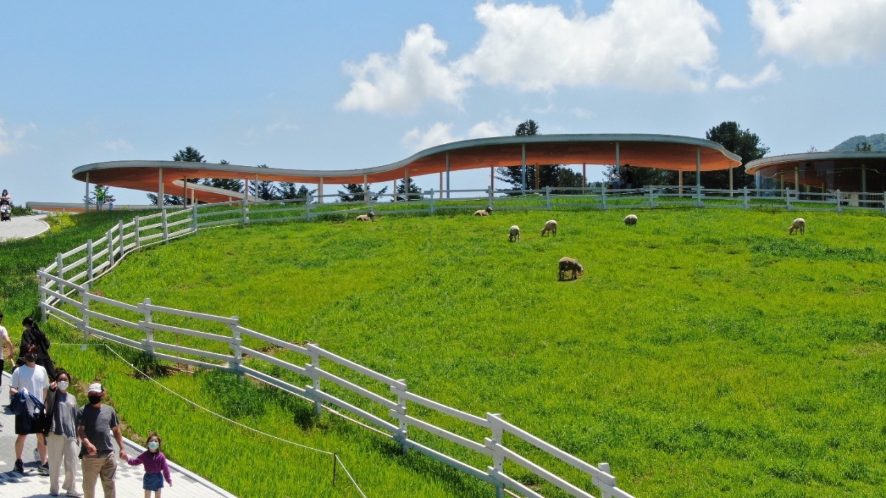 가평양떼목장 이미지 15