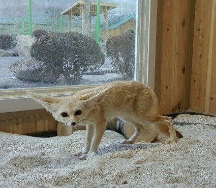 아침고요가족동물원 이미지 10