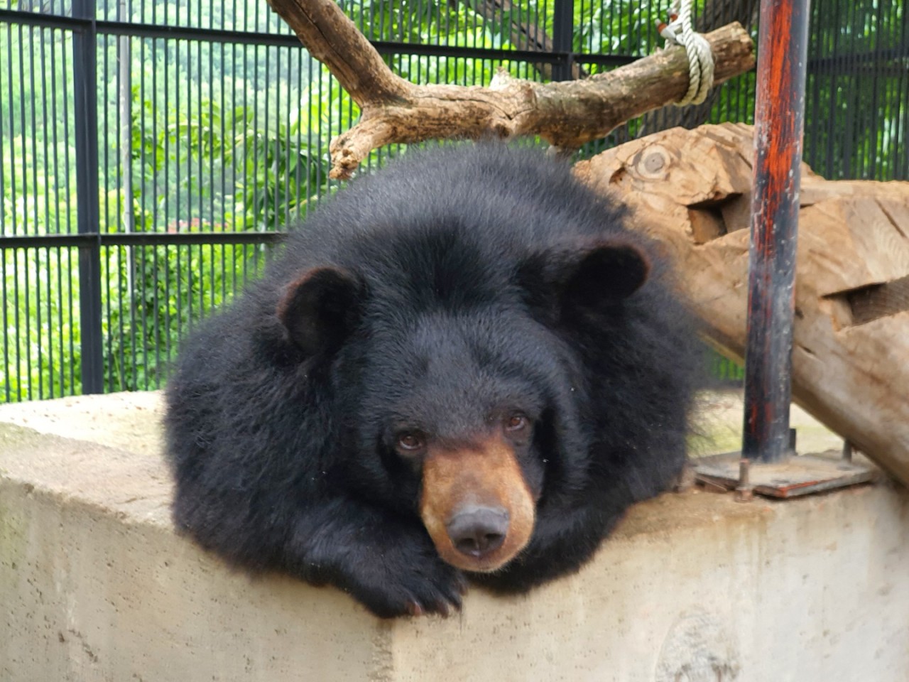 아침고요가족동물원 이미지 3