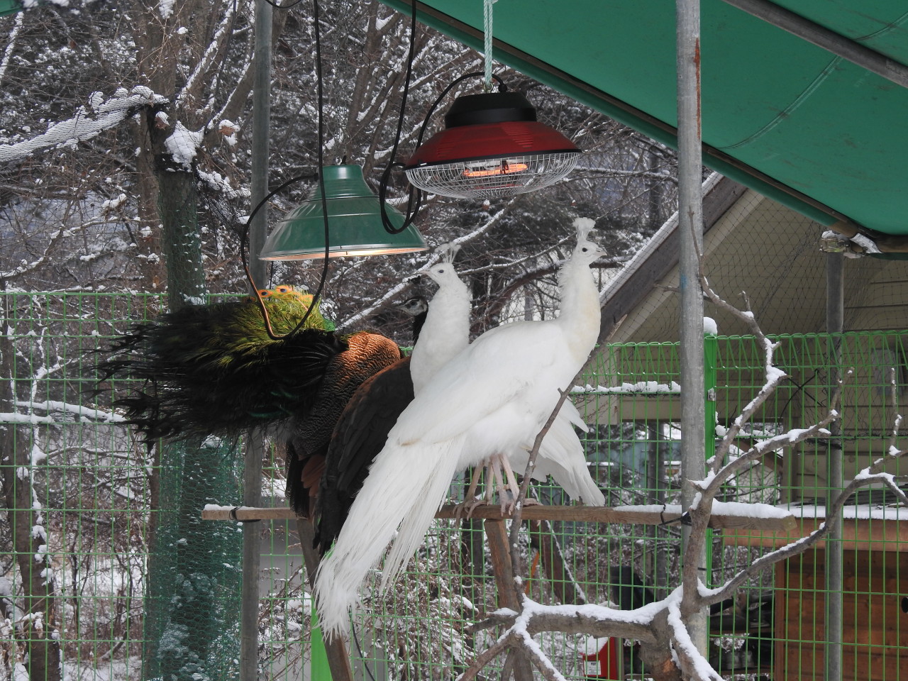 아침고요가족동물원 이미지 11