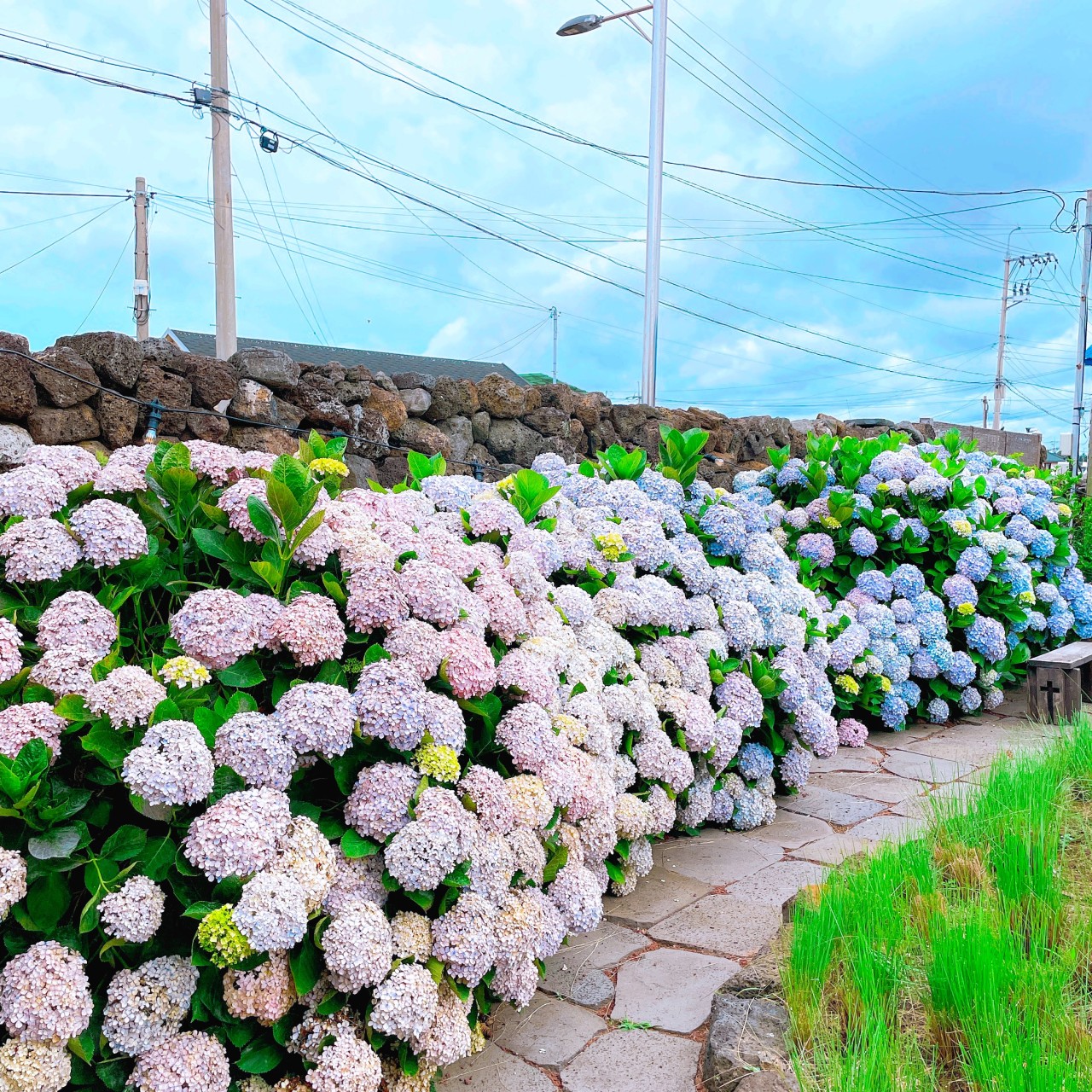 하도핑크 이미지 3