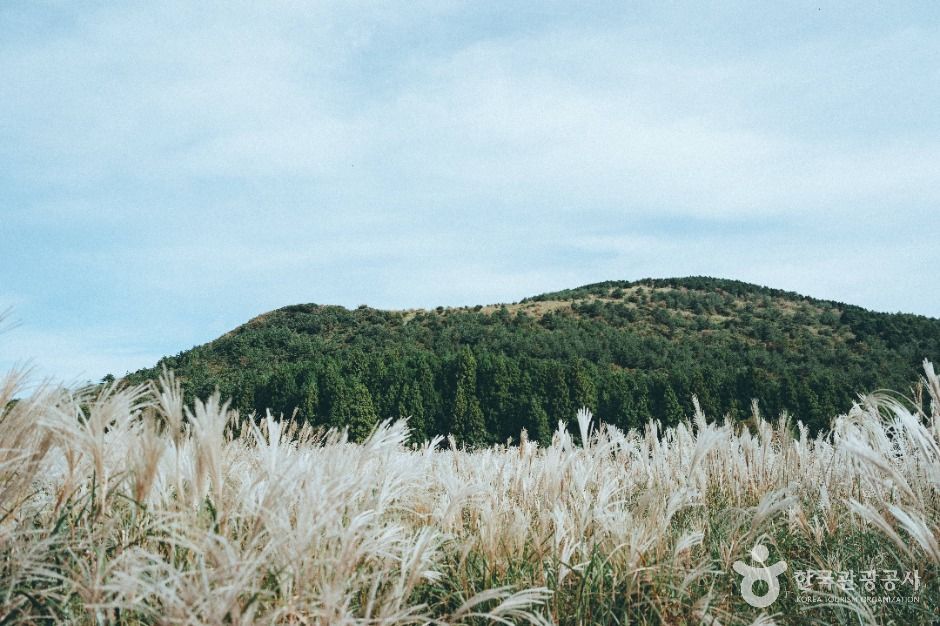 대록산(큰사슴이오름) 이미지 1