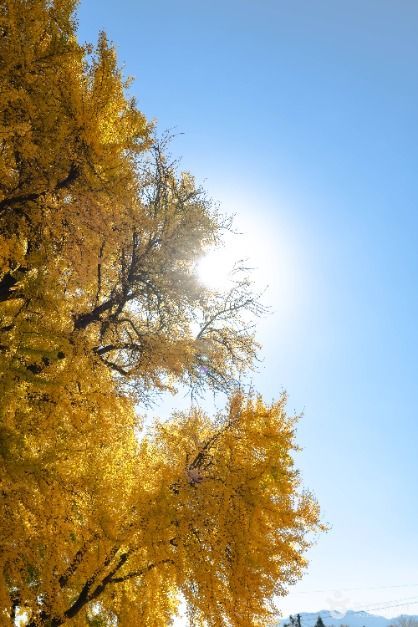 원주 반계리 은행나무 이미지 9