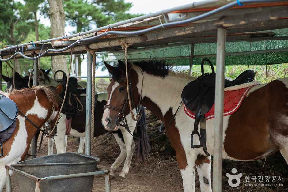 뱅듸승마클럽 이미지 1