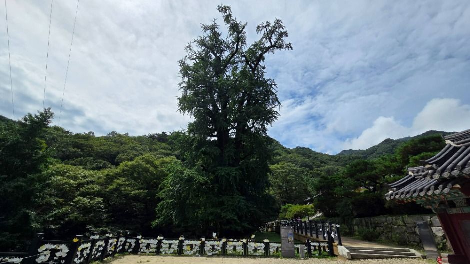 양평 용문사 은행나무 이미지 2