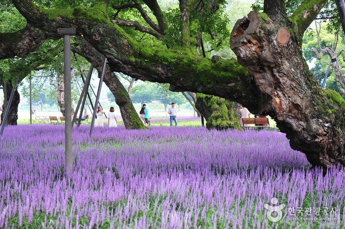 성주 경산리 성밖숲 이미지 1