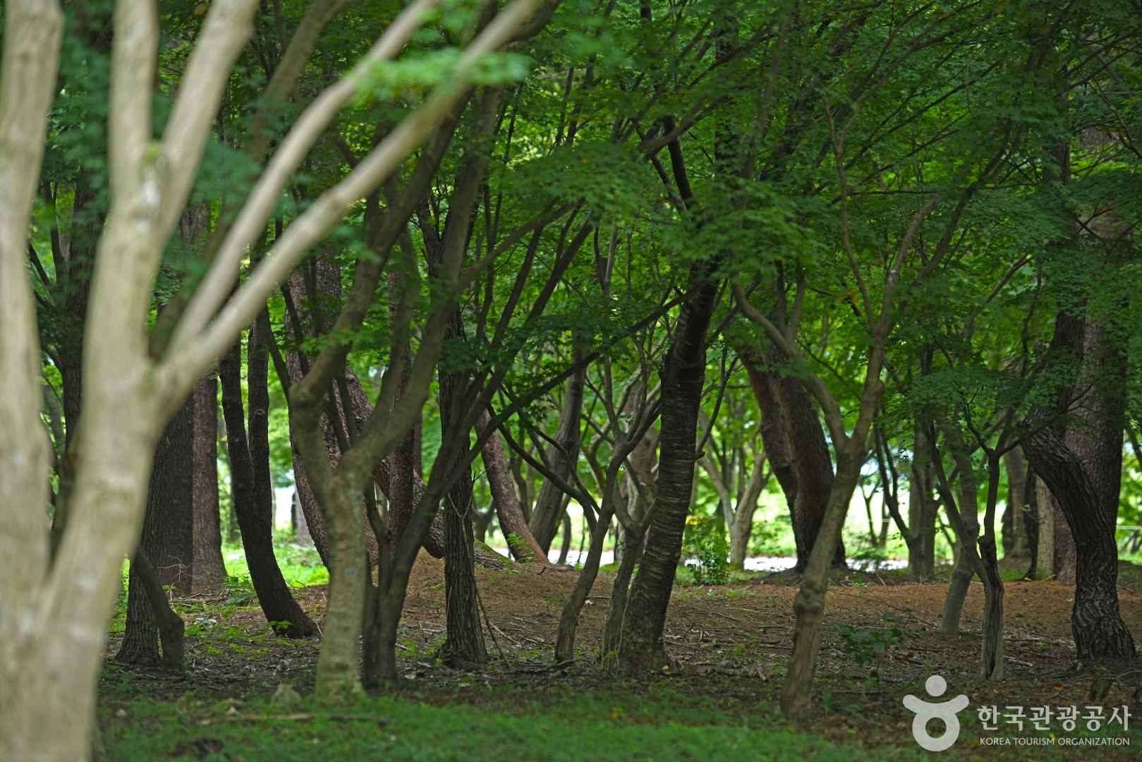 내장산수목원 이미지 6