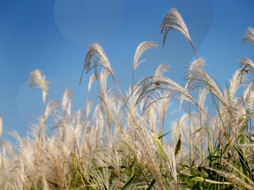 신성리 갈대밭 이미지 2