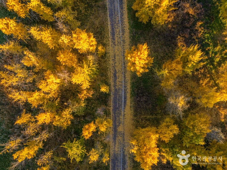 다산 좌학리 은행나무 숲 이미지 5