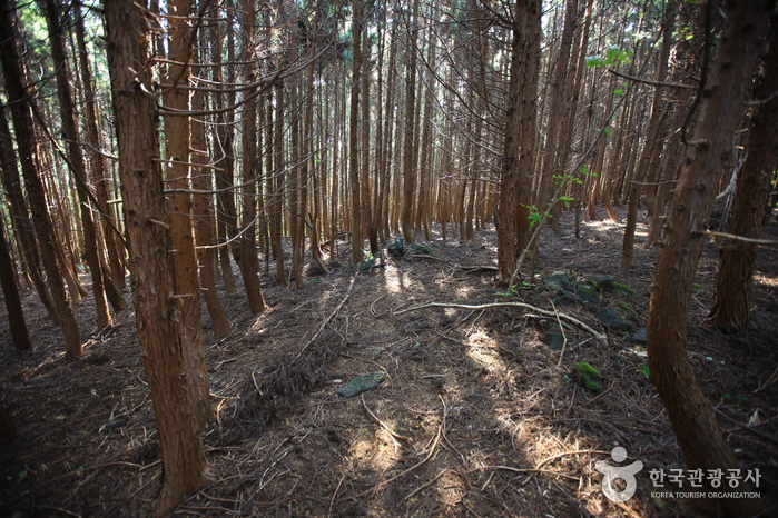 거문오름 [세계자연유산] 이미지 7