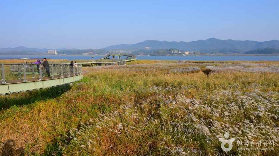 신성리 갈대밭 이미지 3