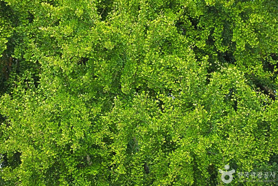 원주 반계리 은행나무 이미지 2