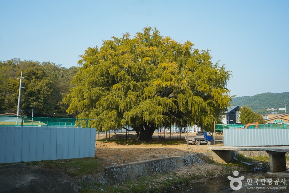 장수동은행나무 이미지 2