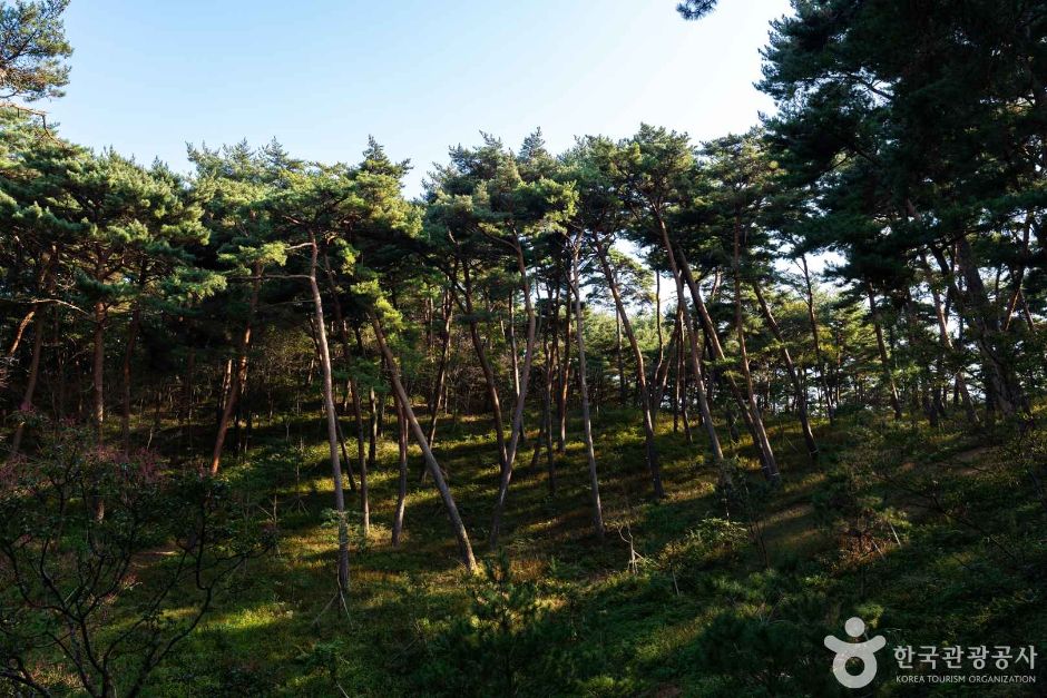 안면도자연휴양림 이미지 4