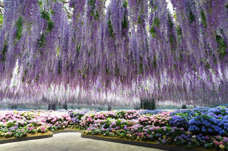 가평베고니아새정원 이미지 2