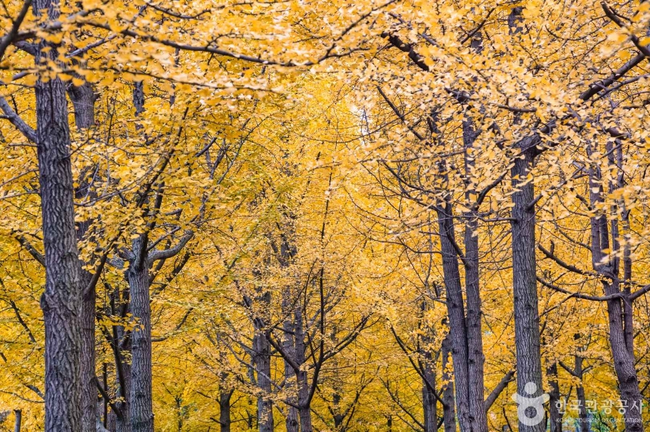 원적산공원 은행나무숲 이미지 3