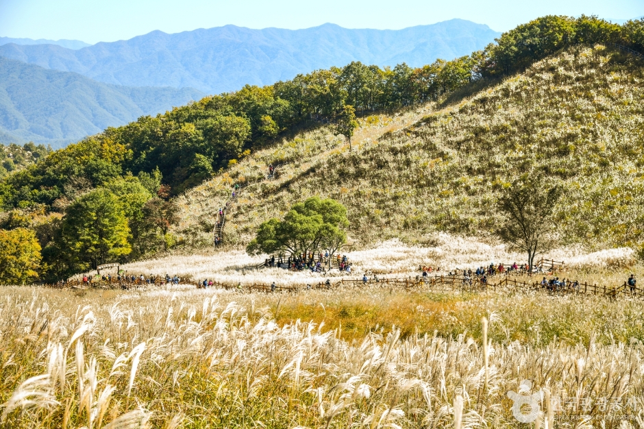 명성산 억새밭 이미지 5