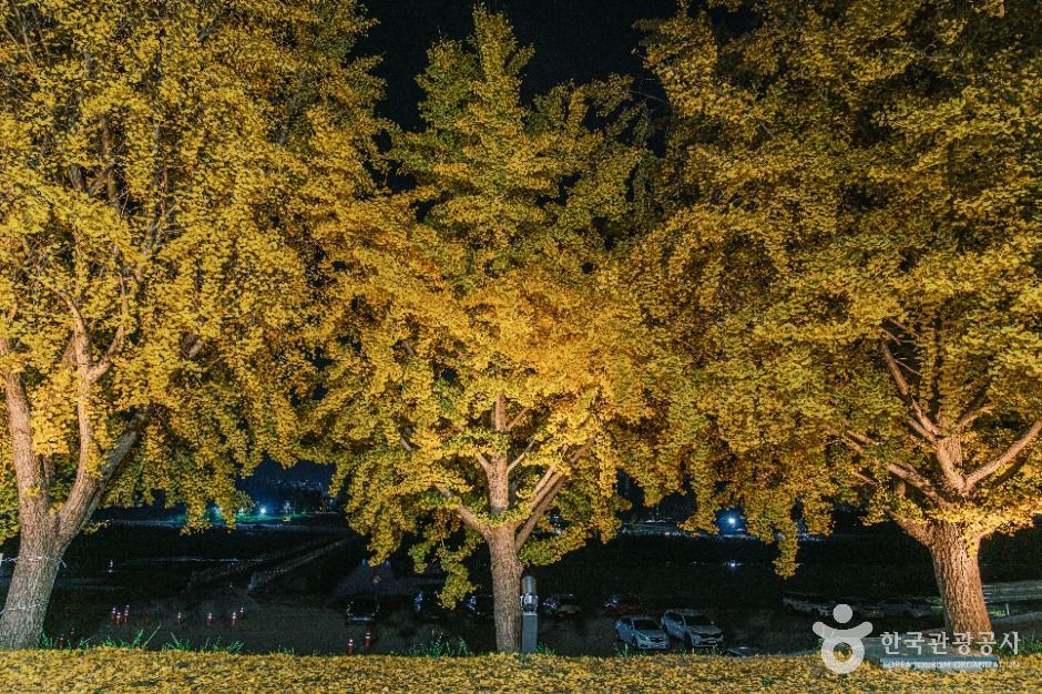 곡교천 은행나무길 이미지 4