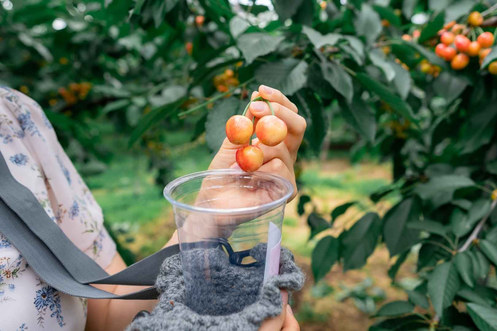 청하체리힐 체리농장 이미지 2