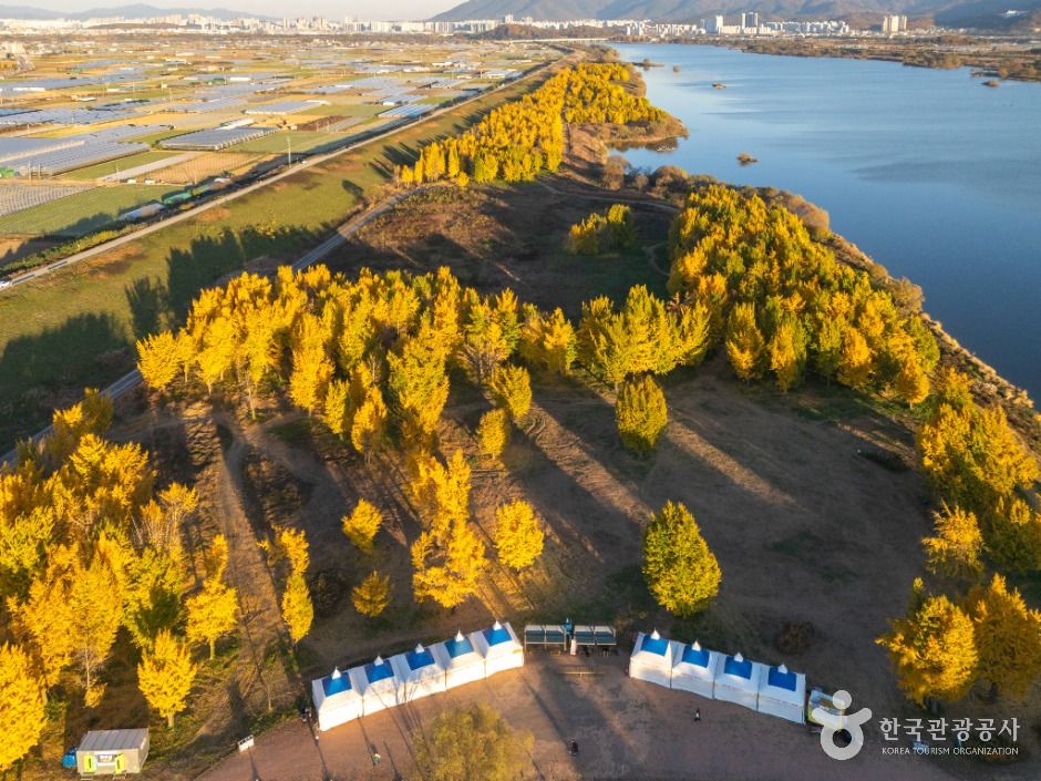 다산 좌학리 은행나무 숲 이미지 4