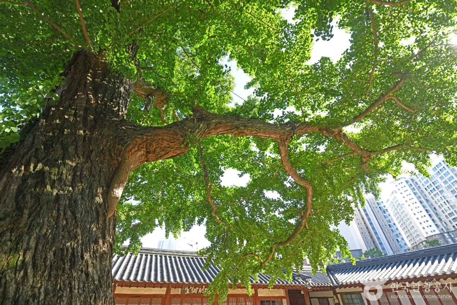 서산향교 은행나무 이미지 8