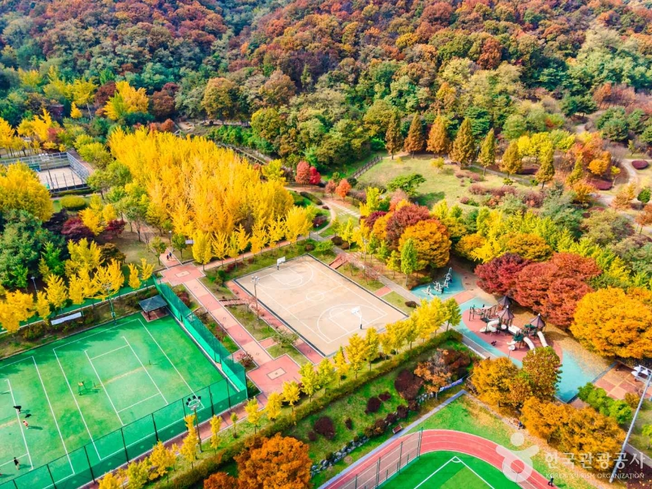 원적산공원 은행나무숲 이미지 1