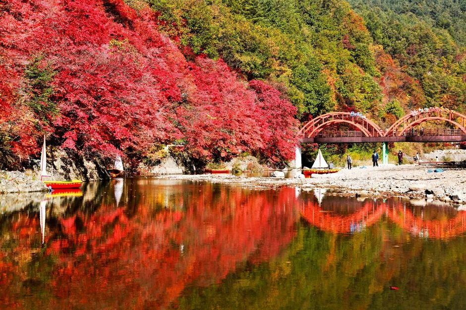 철암단풍군락지 이미지 3