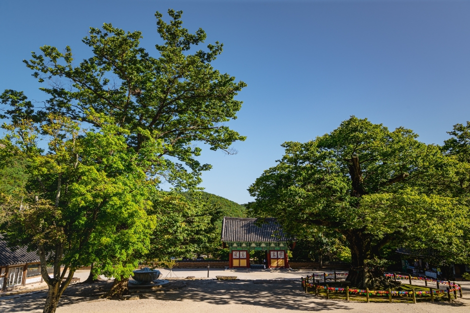 부안 내소사 이미지 6