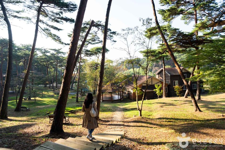 안면도자연휴양림 이미지 2