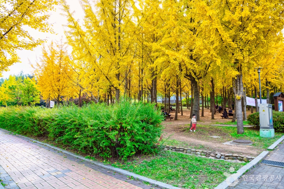 원적산공원 은행나무숲 이미지 6