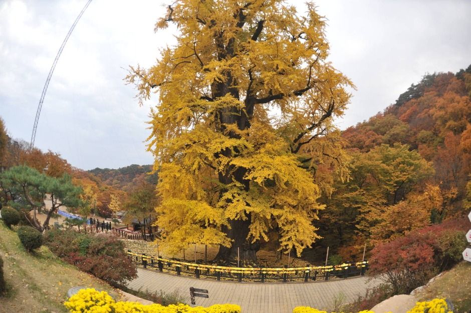 양평 용문사 은행나무 이미지 4