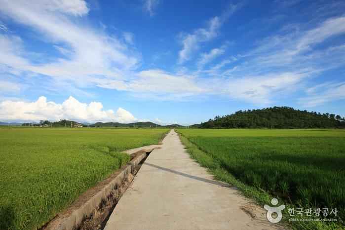 안좌도 이미지 7