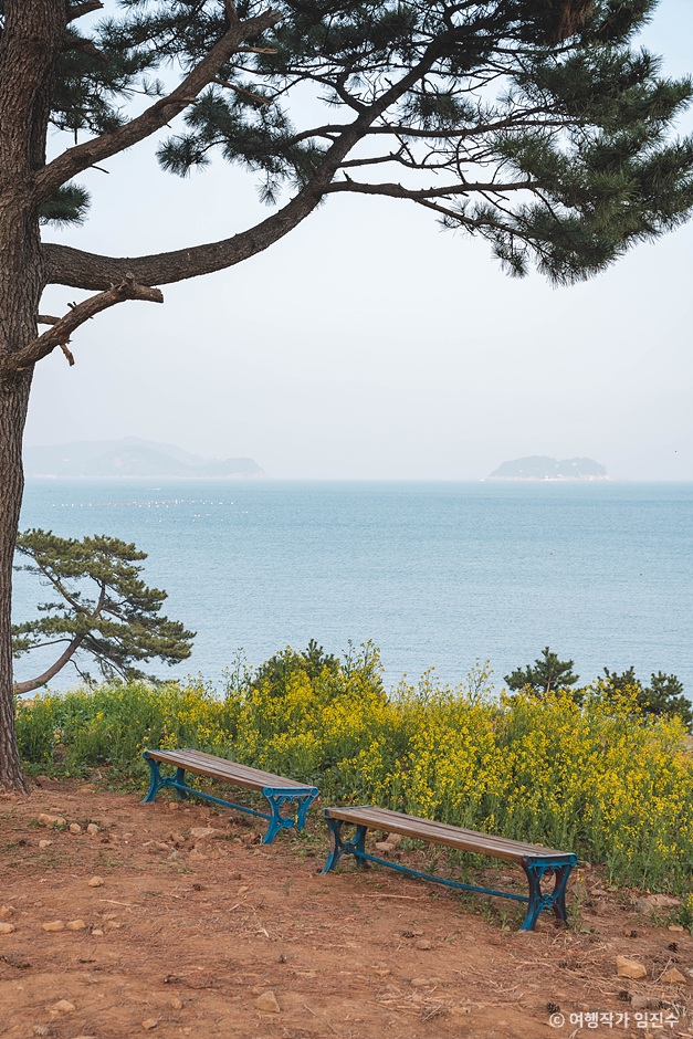 학동 내촐 유채꽃밭 이미지 4