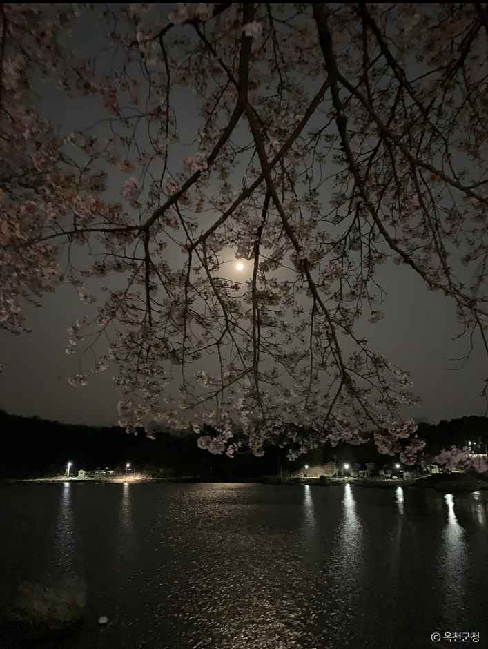 옥천 교동저수지 이미지 4
