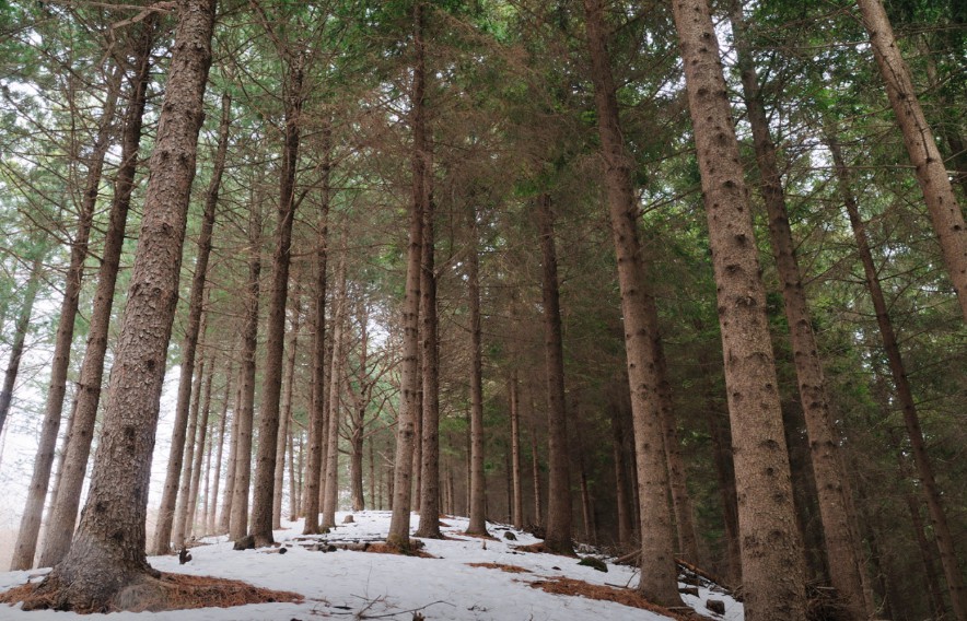 국립횡성숲체원 이미지 5