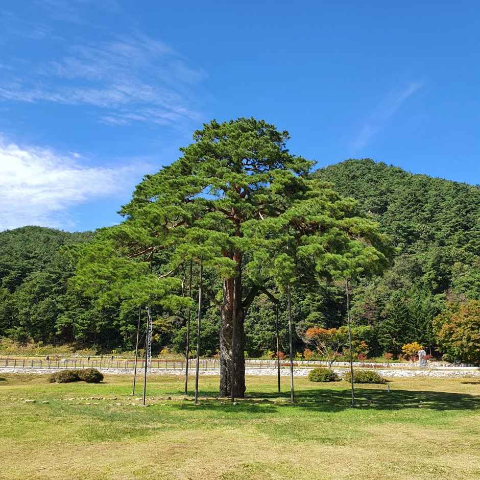 보은 속리산 법주사 [유네스코 세계유산] 이미지 4