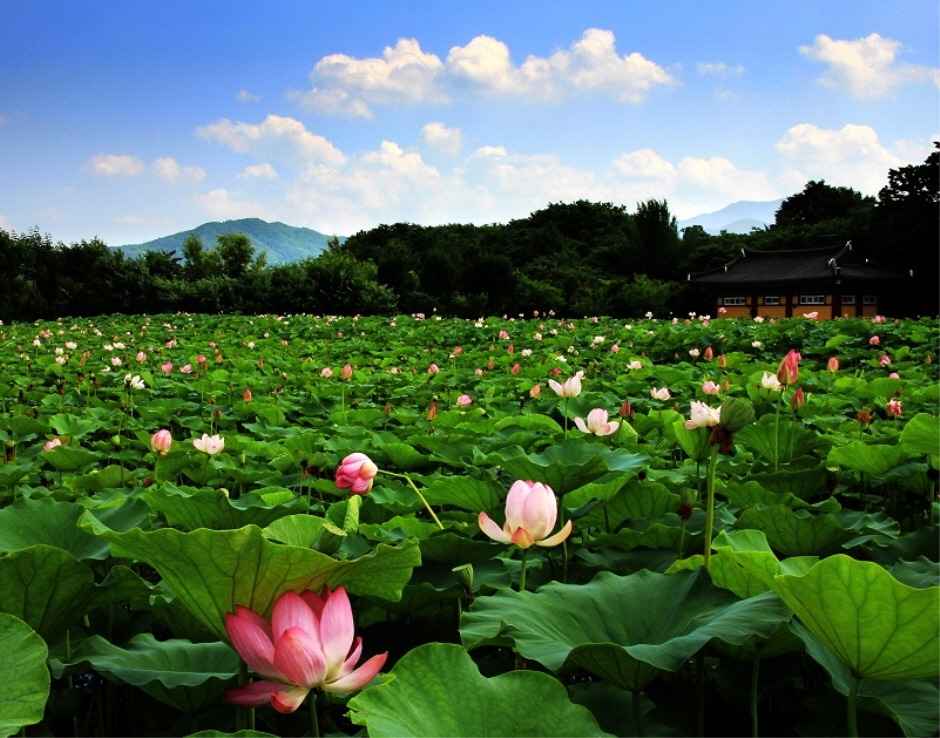 경남 함양 상림공원_천년의 숲 이미지 4
