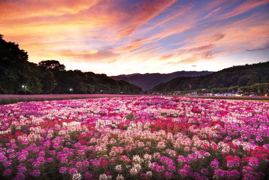 경남 함양 상림공원_천년의 숲 이미지 1