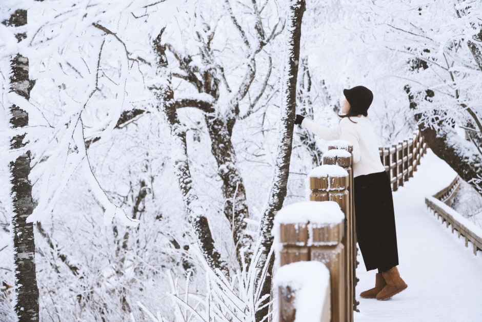 강원 발왕산 천년주목숲길 이미지 2
