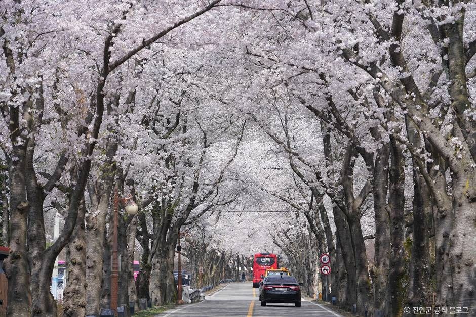 진안 마이산 벚꽃길 이미지 1