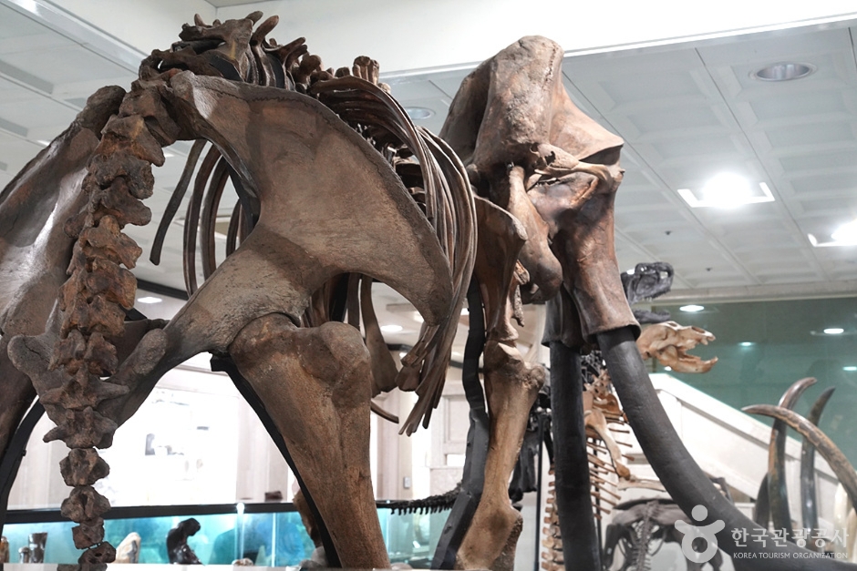 강원종합박물관 이미지 2