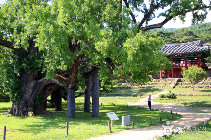 도동서원 이미지 7