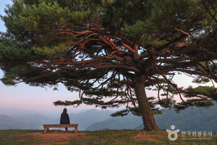 평창 육십마지기 _산너미목장 이미지 1