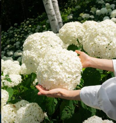 정선 로미지안 가든 이미지 12